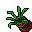 Flower Pot (Lizard Tongue, Growing Dry)
