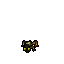 Coral Frog