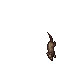 Rat